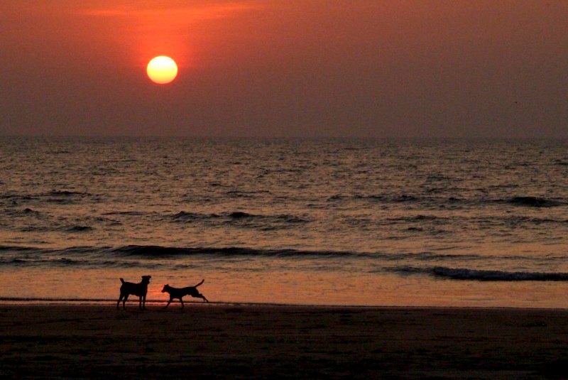 	Maharashtra und Goa, Indien: Hunde am Strand in Tarkali	
