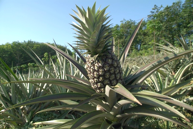 	Jinghong, Yunnan, China: Ananas Plantage	