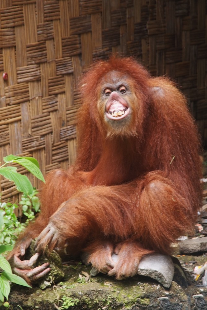 Sumatra Indonesien Hello Mister 006