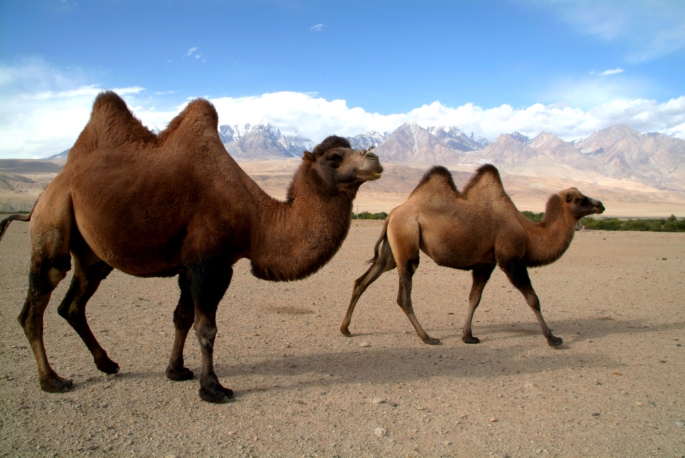 china_kamele_vor_dem_muztag_ata.jpg